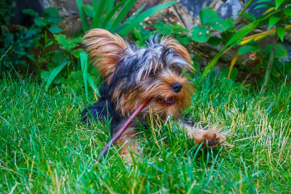 Yorkshire Terrier Szczeniak Gryzie Kij Trawie — Zdjęcie stockowe