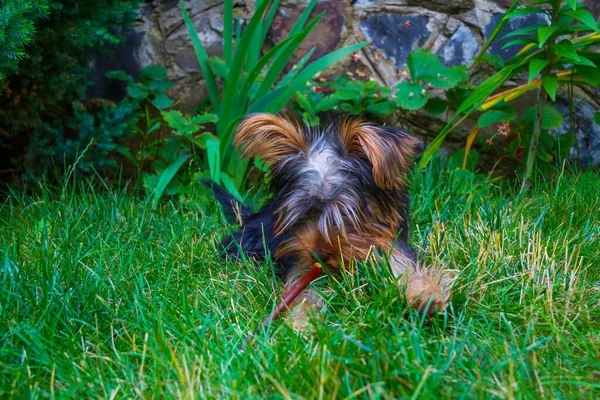 Yorkshire Terrier Szczeniak Gryzie Kij Trawie — Zdjęcie stockowe