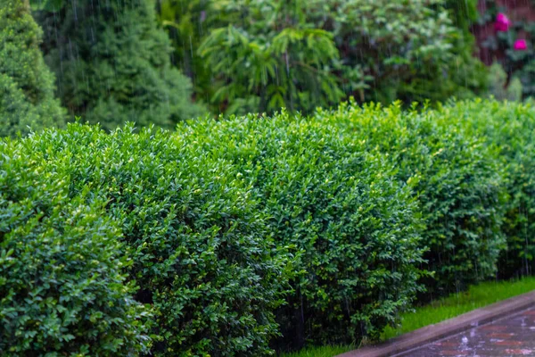 Summer Rain Park Bright Green Bushes Raindrops — Stock Photo, Image