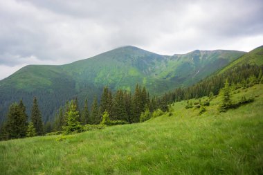 Karpat dağlarında yaz zamanı