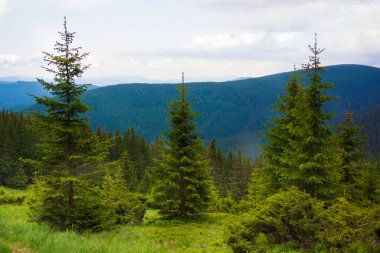 Sabahları çok güzel bir orman. Yaz zamanı, Karpat Dağları