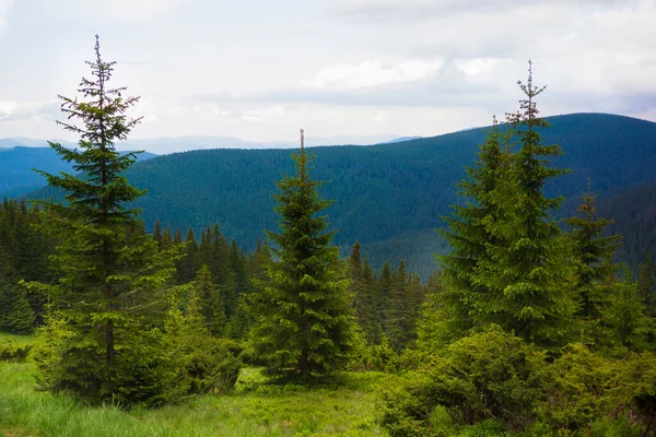 Belle Forêt Dans Les Carpates Heure Été — Photo