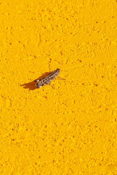 Grasshoppers Gele Muur — Stockfoto