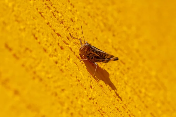 Grasshoppers Empoleirados Parede Amarela — Fotografia de Stock