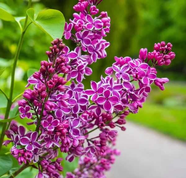 Purple Lilac White Border Sensation Park — Stock Photo, Image