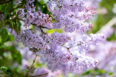 Close up of beautiful lilac branch on a green background, natural spring background, soft focus