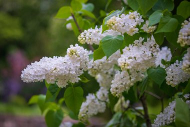 White lilac flowers in the park, selective focus