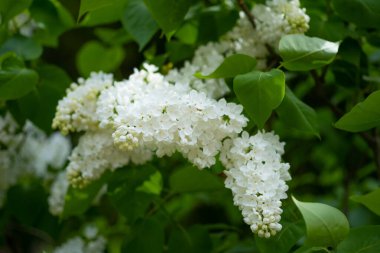 White lilac flowers in the park, selective focus