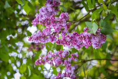 Spring blooming lilac on a blurry background with bokeh effect. Spring background