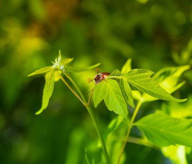 Doğal ortamda yeşil yaprakların üzerinde sürünen Melolontha, yaklaş. Bahar geldi.