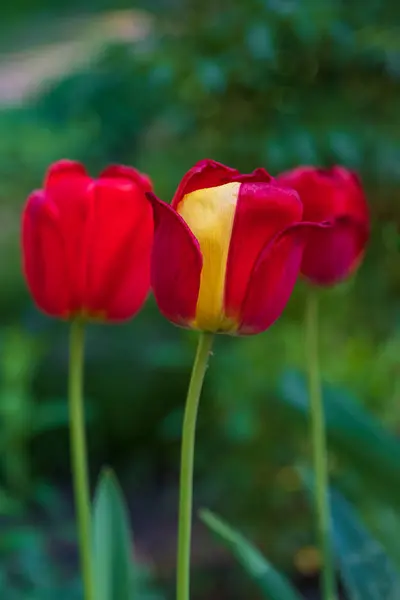 Scarlet Red Yellow Fresh Tulip Flowers Green Leaves Close Sunny — Stock Photo, Image