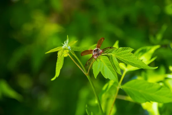 Melolontha Rampant Sur Les Feuilles Vertes Milieu Naturel — Photo