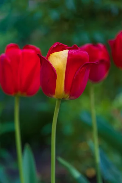 Bright Red Tulips Blooming Garden — Stock Photo, Image