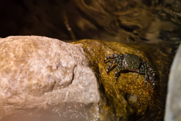 Die Krabbe Versteckte Sich Den Felsen Meer — Stockfoto