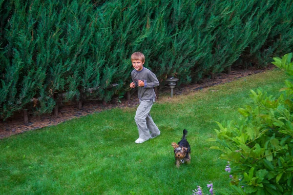 Yorkshire Terrier Szczeniak Trawie Ogrodzie Bawi Się Chłopcem — Zdjęcie stockowe