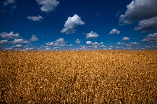 Campo Trigo Contra Belo Céu Azul — Fotografia de Stock