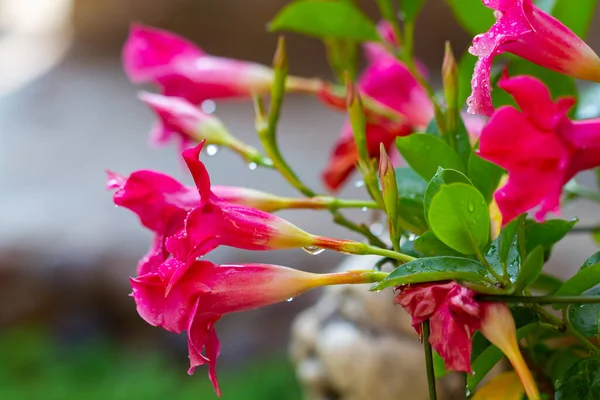 Mandevilla Flores Después Lluvia Jardín — Foto de Stock