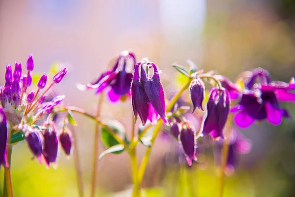 Güneş Işığında Güzel Mor Çan Çiçekleri — Stok fotoğraf
