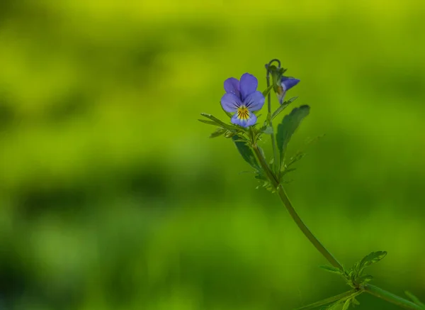 Viola Tricolor Johnny Jumpup Λουλούδι Όμορφο Φόντο Λουλουδιών Άνοιξη — Φωτογραφία Αρχείου