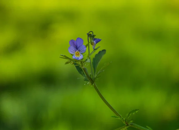 Viola Tricolor Johnny Jumpup Blomma Vacker Blommig Bakgrund Våren — Stockfoto