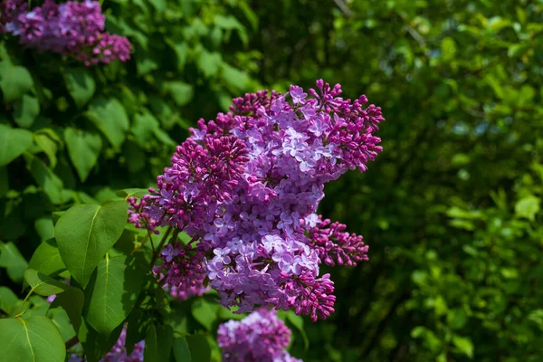 Beautiful Lilac Flowers Branch Green Background Natural Spring Background Soft — Stock Photo, Image