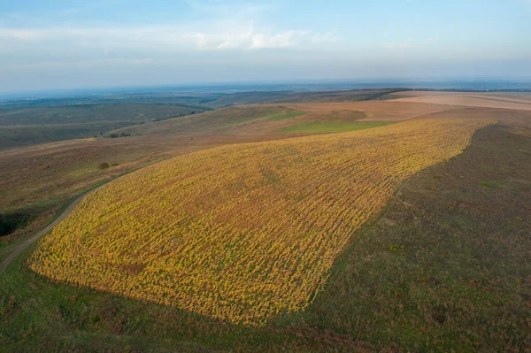 Vista Superior Del Campo Girasol Krasnodar Krai —  Fotos de Stock