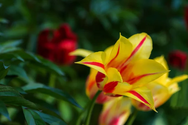 Flower Bed Bright Yellow Blooming Tulips Park — Stock Photo, Image