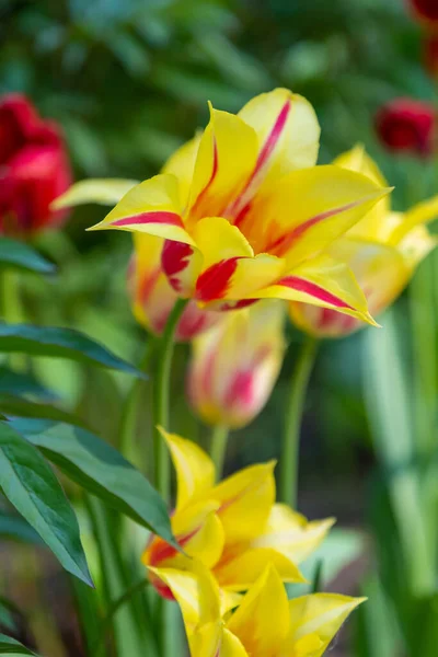 Flower Bed Bright Yellow Blooming Tulips Park — Stock Photo, Image