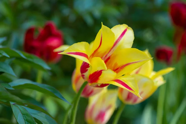 Květinový Záhon Jasně Žlutých Tulipánů Parku — Stock fotografie