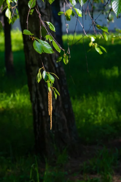 Ramas Con Follaje Abedul Joven Árbol Abedul Con Amentos Primavera — Foto de Stock