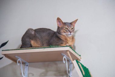 Evcil gri bir kedinin portresi