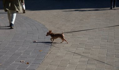 Şehir parkında yürüyüş için tasmalı küçük bir köpek.