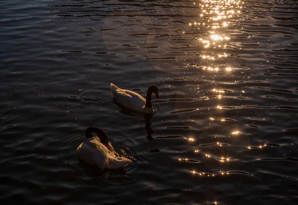 Ασπρόμαυροι Κύκνοι Στη Λίμνη Ζεστό Καλοκαιρινό Evenin — Φωτογραφία Αρχείου