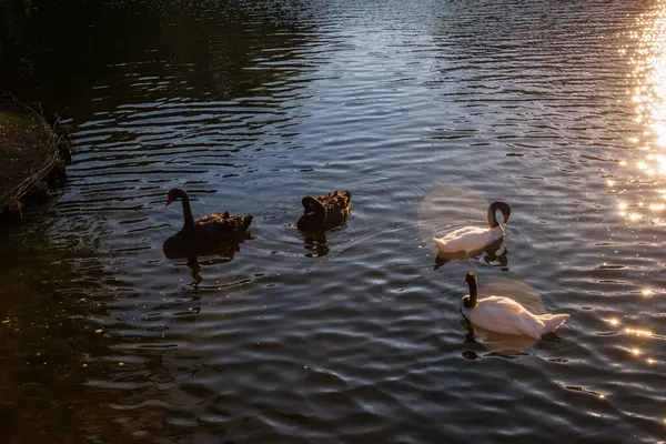 Schwarze Und Weiße Schwäne Teich Warme Sommerabende — Stockfoto