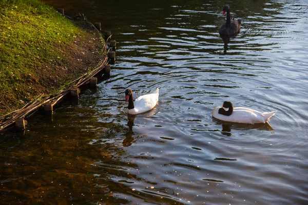 Black White Swans Pond Warm Summer Evenin — Stock Photo, Image