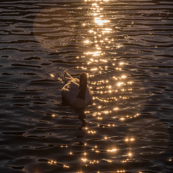 Black White Swan Swims Pond Warm Summer — Stock Photo, Image