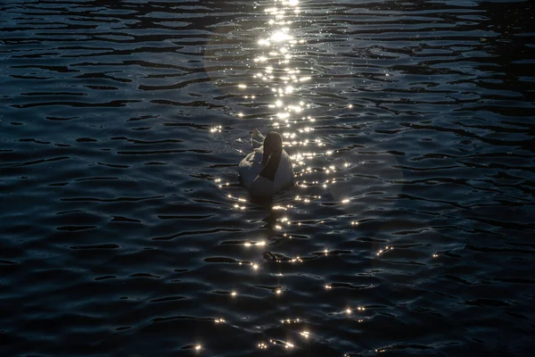 Schwarz Weißer Schwan Schwimmt Teich Der Sonne Warme Sommerabende — Stockfoto