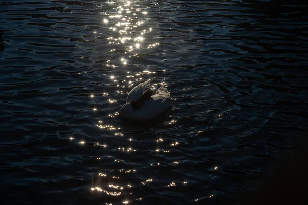 Black White Swan Swims Pond Sunbeams Warm Summer Evenin — Stock Photo, Image