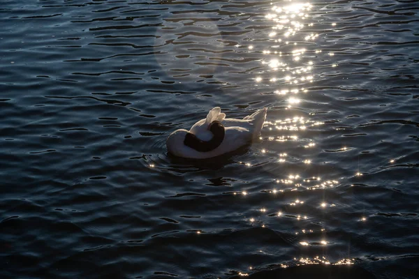 Black White Swan Swims Pond Sunbeams Warm Summer Evenin — Stock Photo, Image