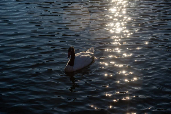 Ασπρόμαυρος Κύκνος Κολυμπά Στη Λίμνη Στις Ηλιαχτίδες Ζεστό Καλοκαιρινό Βράδυ — Φωτογραφία Αρχείου