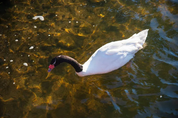 Schwarz Weißer Schwan Schwimmt Teich Warmer Sommer — Stockfoto