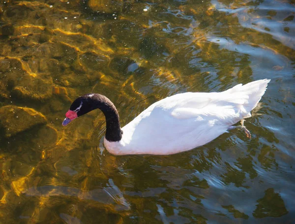 Black White Swan Pond Warm Summer Evening — Stock Photo, Image