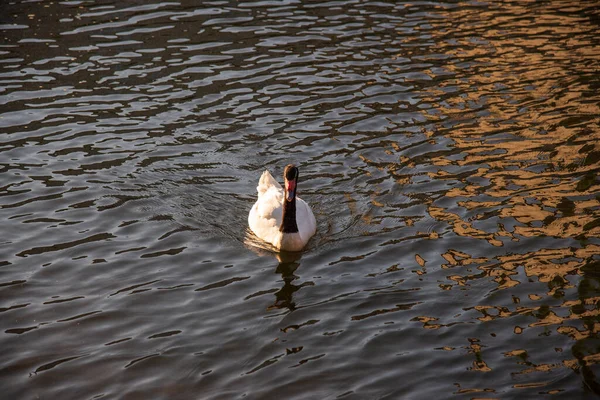 Cygne Noir Blanc Nage Dans Étang Été Chaud — Photo