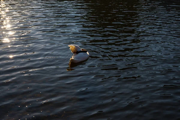 Black White Swan Swims Pond Sunbeams Warm Summer Evening — Stock Photo, Image