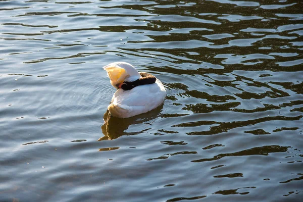 Black White Swan Swims Pond Sunbeams Warm Summer Evening — Stock Photo, Image