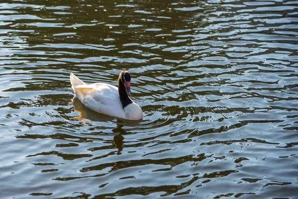 Black White Swan Swims Pond Sunbeams Warm Summer Evening — Stock Photo, Image