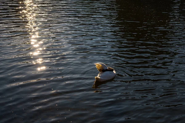 Black White Swan Swims Pond Sunbeams Warm Summer Evening — Stock Photo, Image