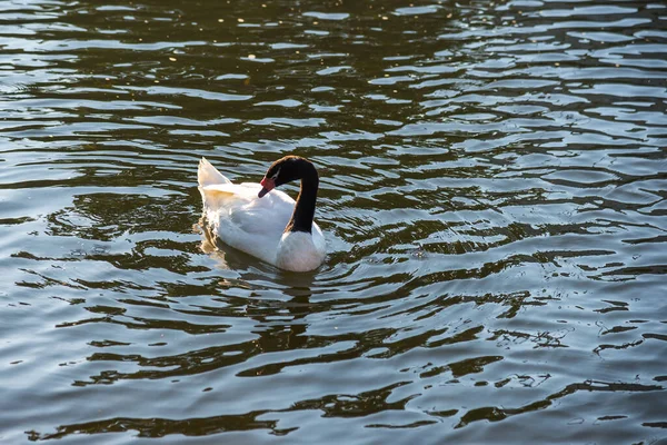 Black White Swan Swims Pond Sunbeams Warm Summer Evening — Stock Photo, Image