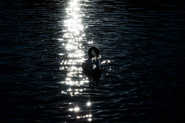 Черно Белый Лебедь Плавает Пруду Солнечных Лучах Теплый Летний Вечер — стоковое фото