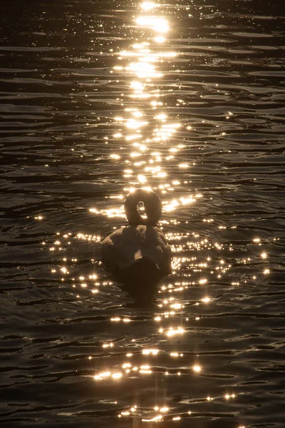 Cygne Noir Blanc Nage Dans Étang Sous Les Rayons Soleil — Photo